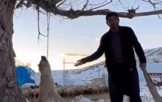 Zincirle Ağaçta Asılan Köpek Öldürüldü