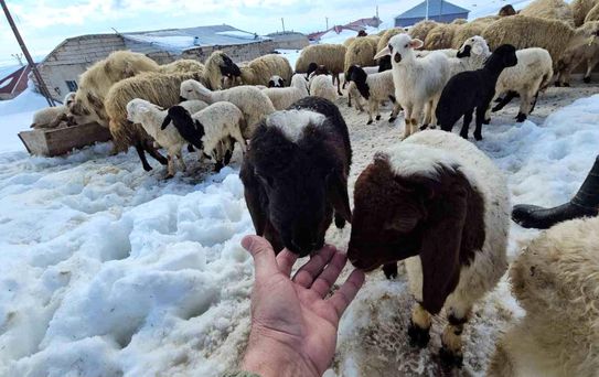 Aydınlar'da İki Mevsim Yaşanıyor
