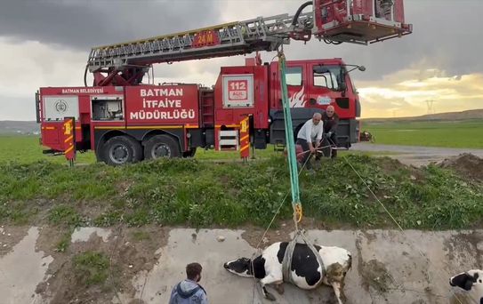 Batman'da İki İnek Kurtarıldı