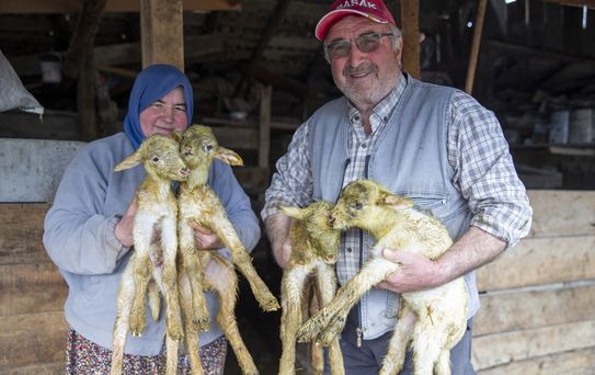 Bolu'da Dördüz Kuzu Sevinci