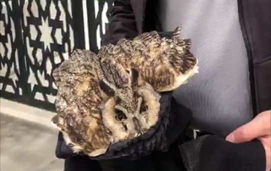 Elazığ'da Yaralı Baykuş Tedavi Ediliyor