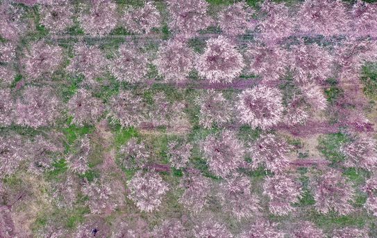 Iğdır'da Kayısı Ağaçları Çiçek Açtı