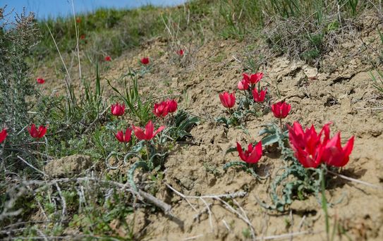 Mut'ta Dağ Laleleri Arılara Besin Kaynağı Oldu