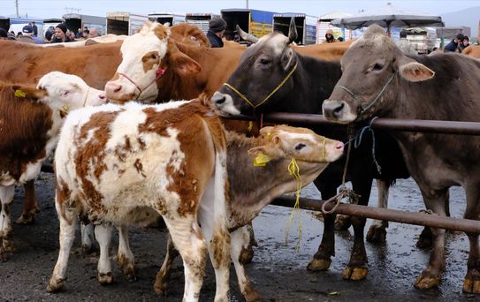 Şarkışla'da Hayvan Pazarı Yoğunluğu