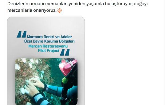 Marmara Denizi'nde Mercan Restorasyonu