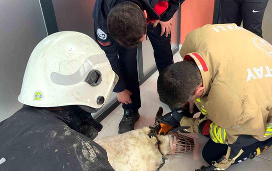 Boynuna zincir sıkışan köpeğin imdadına itfaiye yetişti