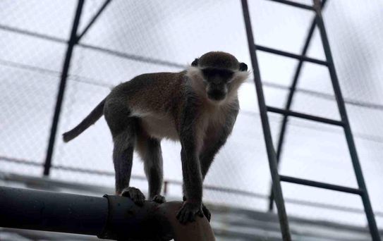 Denizli'de yakalanan maymun Konya'da hayvanat bahçesine teslim edildi
