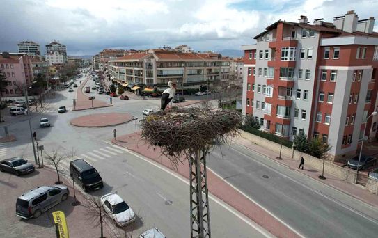 Konya'da Leylekler Yuva Döndü
