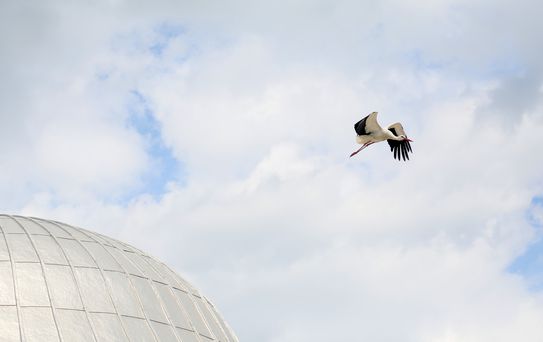 Leylek Yuva Tartışması