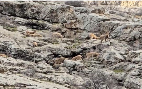 Hakkari'de Dağ Keçileri Görüntülendi