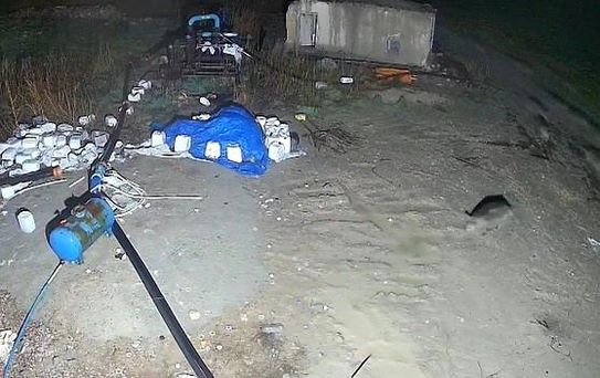 Domuz Sürüsü Konya'da Yerleşim Alanına Girdi