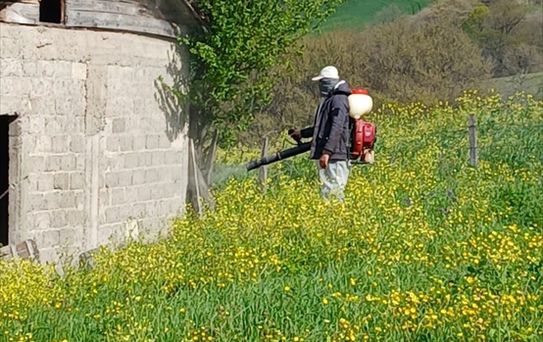 Samsun'da Kahverengi Kokarca ile Mücadele