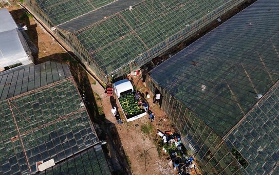 Antalya'da İlk Karpuz Hasadı Başladı