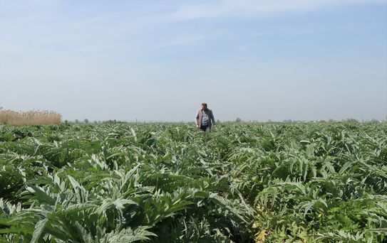 Bursalı Memur Enginar Üretiminde Başarı Yakaladı