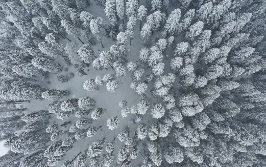 Ilgaz Dağı'nda Bahar Manzarası