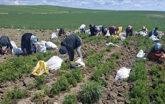 Beypazarı'nda Havuç Hasadı Başladı