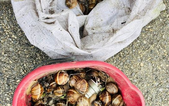 Yeniçağa'da İzinsiz Salyangoz Toplayan Kişiye Ceza