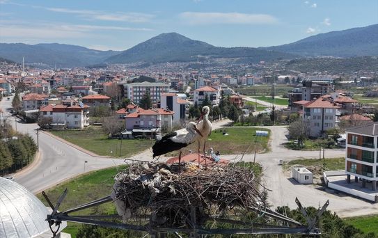 Bucak'ta Leylekler 30 Yıldır Aynı Yuvada