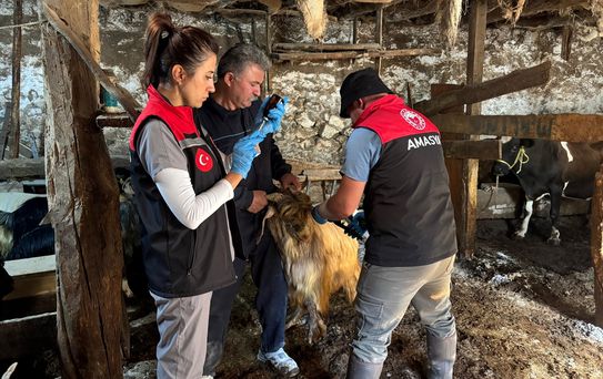 Gümüşhacıköy'de Küçükbaş Hayvan Aşılamaları