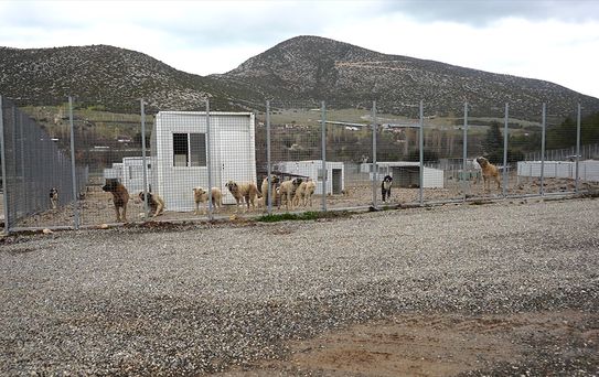 Isparta'da Sahipsiz Hayvanlara Modern Merkez