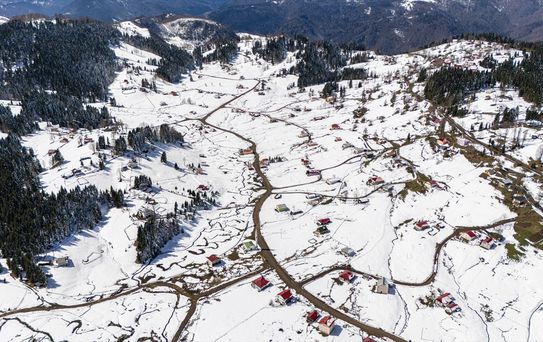 Mavi Yıldız Çiçekleri Kar Altında Kaldı