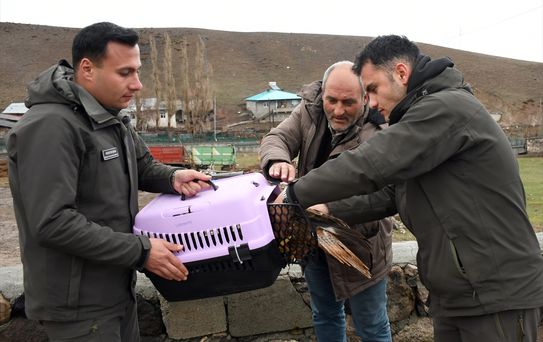 Yaralı Kızıl Şahin Tedavi Ediliyor