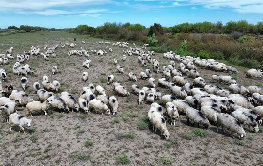 Kızılırmak Deltası'nda Geleneksel Yayla Göçü