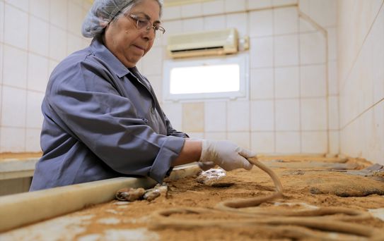 Mesir Macunu Festivali Hazırlıkları Sona Yaklaşıyor