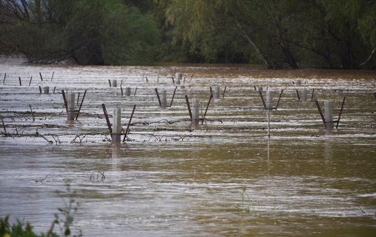 Manisa'da Bağlar Su Bastı