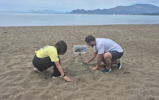 İztuzu'nda Caretta Caretta Üreme Dönemi Hazırlıkları Tamamlandı