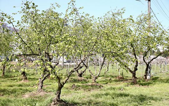 Fındık Üreticileri Yeni Sezona Hazırlanıyor