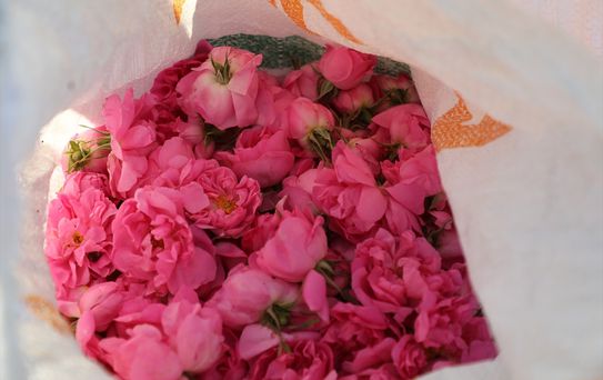 Tunus'ta Şam Gülü Üretimi Zorluklarla Sürüyor