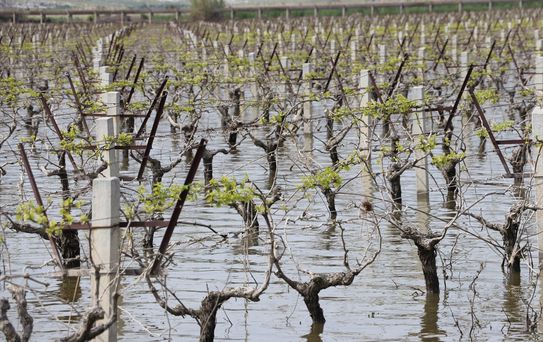 TZOB Başkanı Bayraktar Menemen'de İnceleme Yaptı