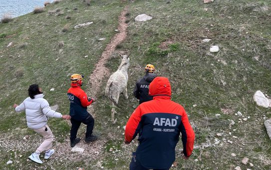 Mahsur Eşek Kurtarıldı