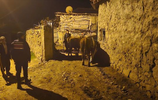 Kaybolan Hayvanlar Jandarma Tarafından Bulundu