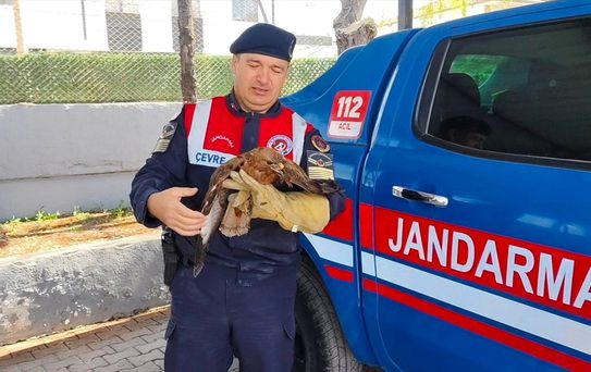 Yaralı Kızıl Şahin Tedavi Edildi