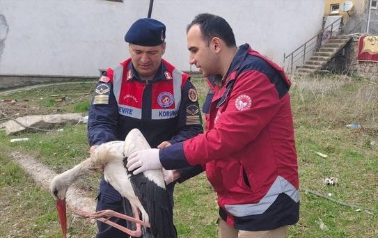Yaralı Leylek Tedavi Edildi