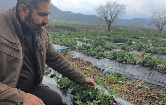 Sason Çileğine Dolu Vurdu