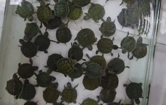 Denizli'de Petshop Denetimi: Yasaklı Türlere El Konuldu