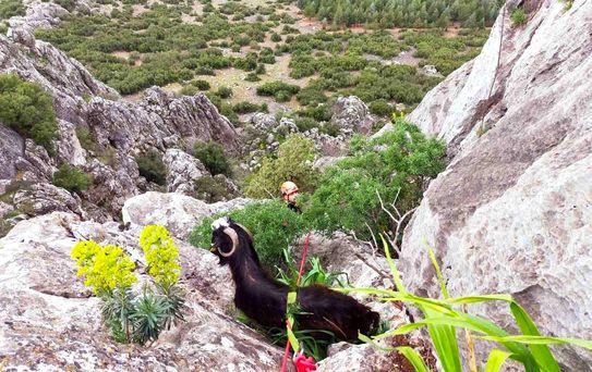 Dağlık Alanda Mahsur Kalan Keçi Kurtarıldı