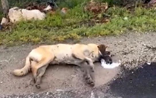 Kemerhisar'daki zehirlenme iddiaları üzerine valilik harekete geçti