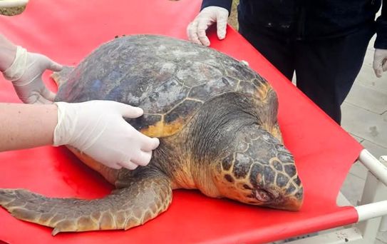 Ölü Caretta Caretta İncelemeye Alındı