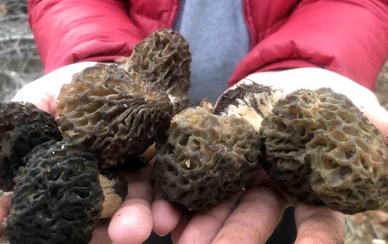 Sabah uyanan akşama kadar onu arıyor, kilosu dudak uçuklatan fiyattan gidiyor