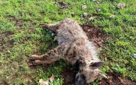 Halfeti'de Köpek Saldırısında Sırtlan Telef Oldu