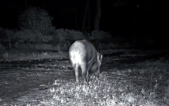 Ganos Dağı'nda Yaban Hayatı Görüntülendi