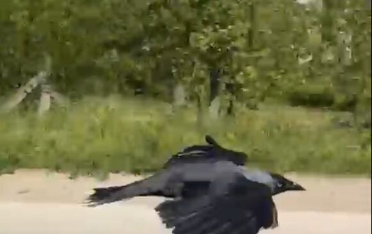 DÜZCE'de Karga Hakan Çiçekoğlu'nun Omzuna Kondu