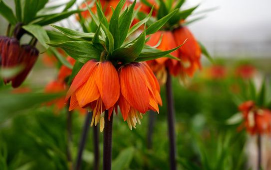 Ters laleyi koparmanın cezası 700 bin lira: Yılda sadece 20 gün yaşıyor