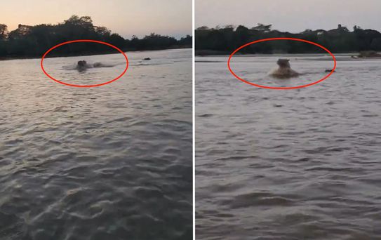 Kolombiya’da Escobar’ın hipopotamları için av kararı alındı