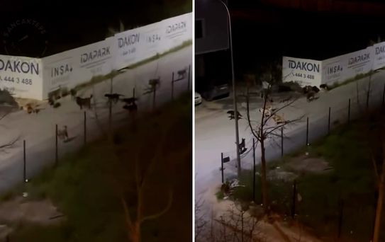 Sancaktepe'de ürküten manzara! Videoyu izleyenler belediye başkanını etiketledi