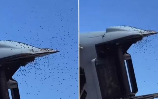 İsrail’de 'Sarı Alarm': Tarihin en büyük arı istilası askeri uçuşları durdurdu